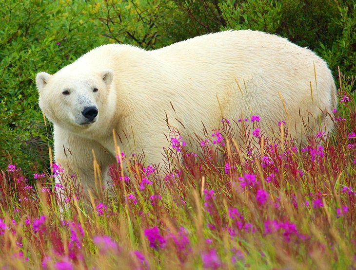 Exploring Hudson Bay: A Visitors Guide