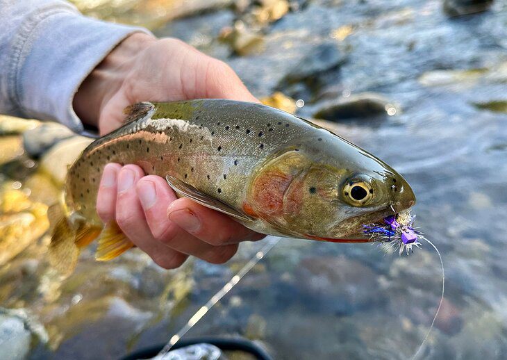 Fishing Near Yellowstone National Park: Tips, Techniques & Where to Go