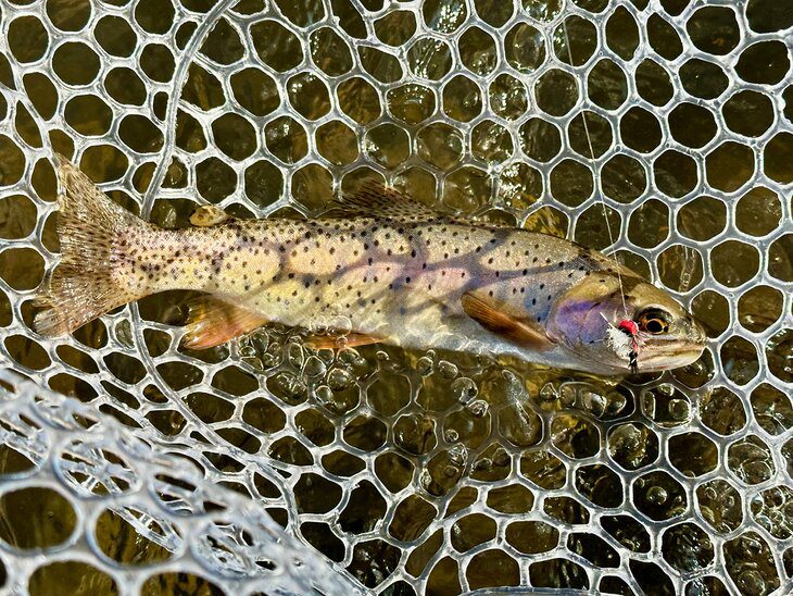 Fishing Near Yellowstone National Park: Tips, Techniques & Where to Go