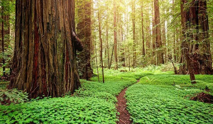 From San Francisco to Redwood National &#038; State Parks: 4 Best Ways to Get There