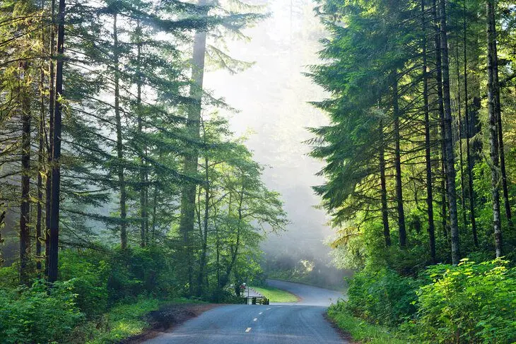 From San Francisco to Redwood National & State Parks: 4 Best Ways to Get There