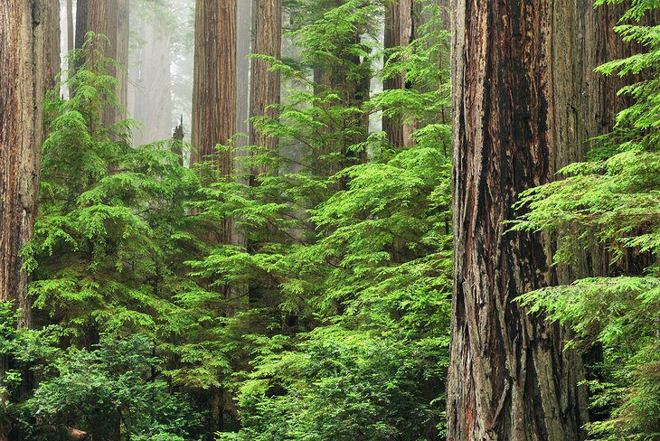 From San Francisco to Redwood National & State Parks: 4 Best Ways to Get There