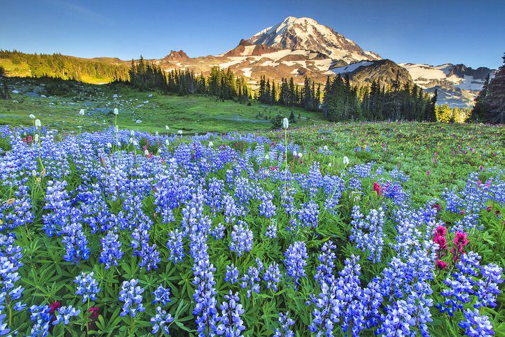 From Seattle to Mt. Rainier: 4 Best Ways to Get There