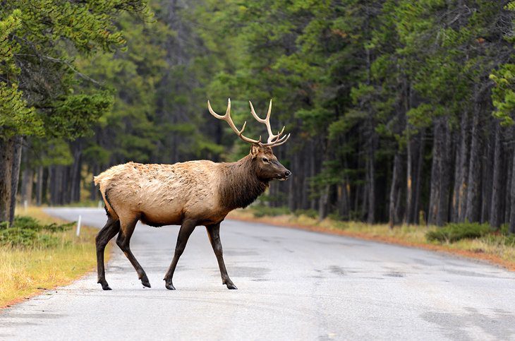 From Vancouver to Banff: 5 Best Ways to Get There