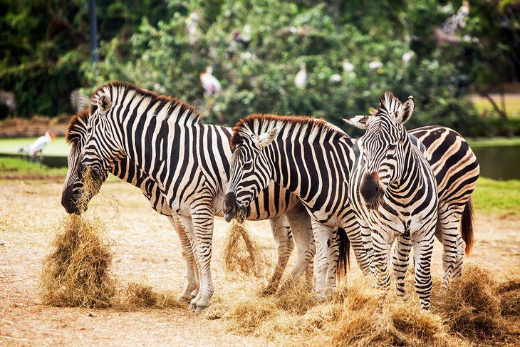 Jamaica in Pictures: 17 Beautiful Places to Photograph