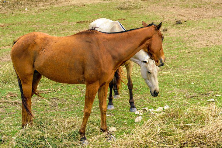 Jamaica in Pictures: 17 Beautiful Places to Photograph