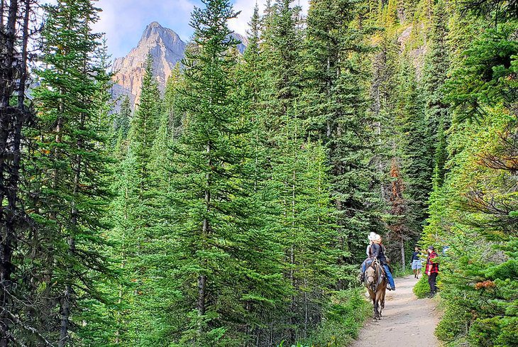 Lake Agnes Tea House Hike: A Must-Do Trail at Lake Louise