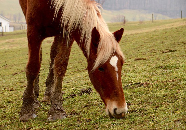 Ohios Amish Country: 12 Highlights and Hidden Treasures