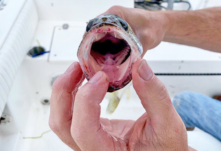 Perch & Walleye Fishing on Lake Erie: 6 Things to Know