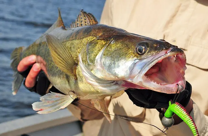 Perch & Walleye Fishing on Lake Erie: 6 Things to Know