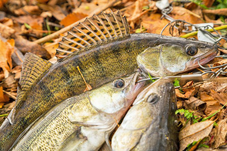 Perch & Walleye Fishing on Lake Erie: 6 Things to Know