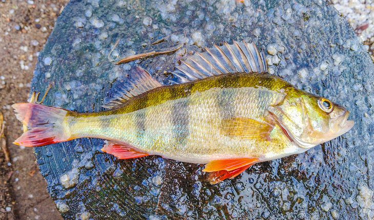 Perch & Walleye Fishing on Lake Erie: 6 Things to Know