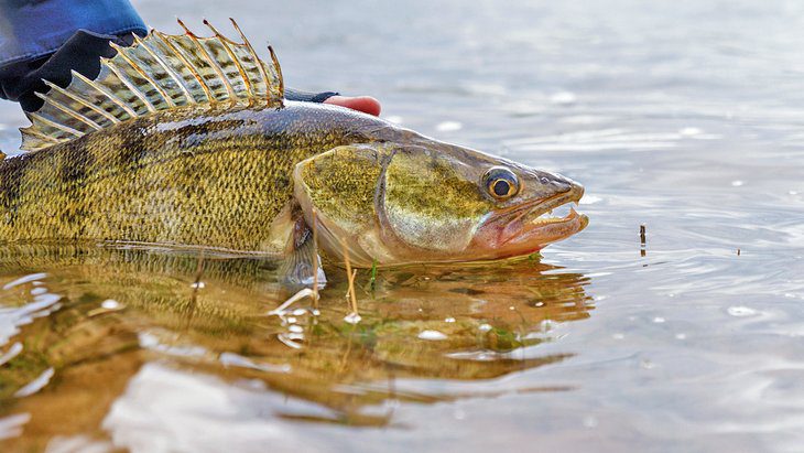 Perch & Walleye Fishing on Lake Erie: 6 Things to Know