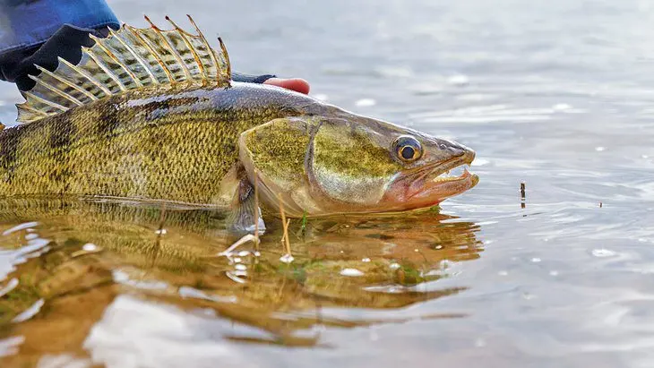 Perch & Walleye Fishing on Lake Erie: 6 Things to Know