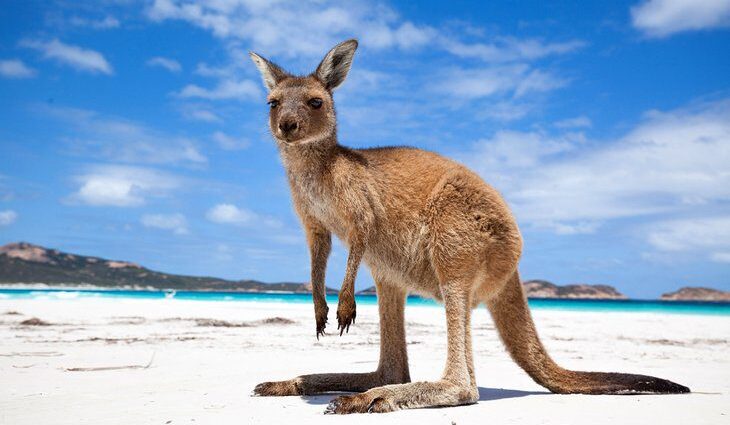 Plan Your Trip to Australia: 7 Top Itineraries