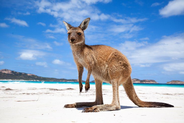 Plan Your Trip to Australia: 7 Top Itineraries