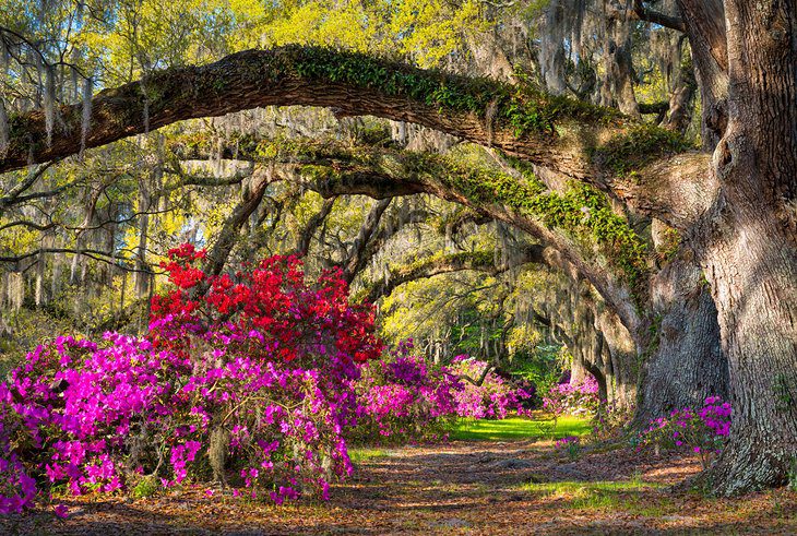 South Carolina in Pictures: 25 Beautiful Places to Photograph