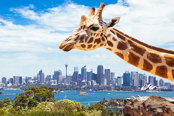 Sydney with Kids: 12 Top Things to Do