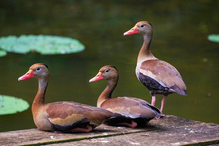 Trinidad and Tobago in Pictures: 19 Beautiful Places to Photograph