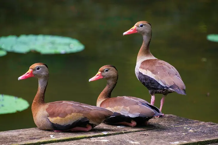 Trinidad and Tobago in Pictures: 19 Beautiful Places to Photograph