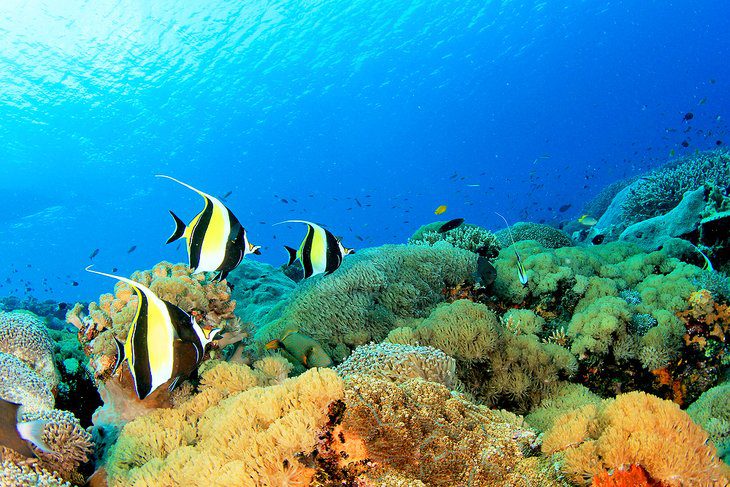 Visiting the Great Barrier Reef: 11 Top-Rated Attractions & Things to Do