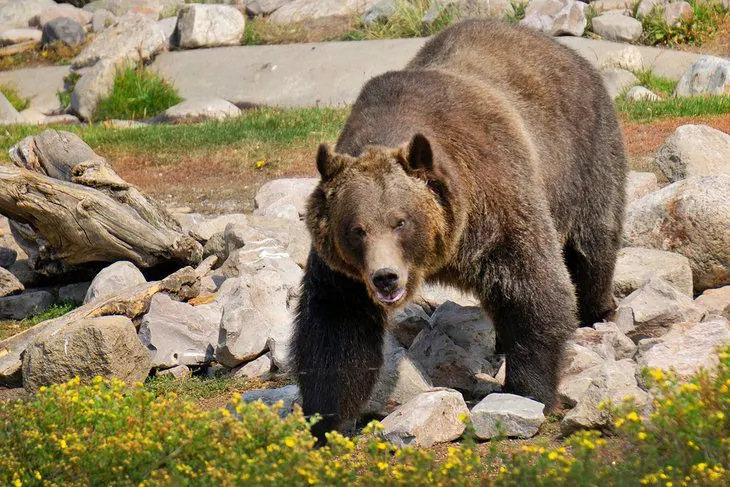 Visiting Yellowstone National Park: 14 Attractions, Tips & Tours