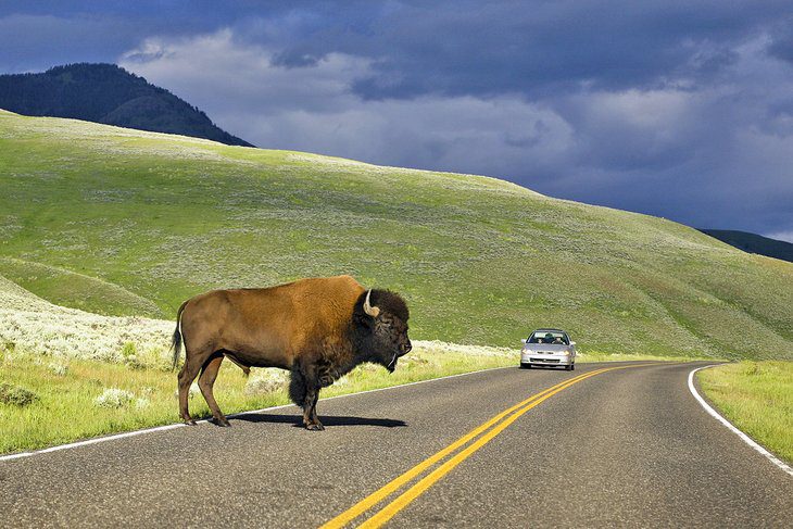 Visiting Yellowstone National Park: 14 Attractions, Tips & Tours