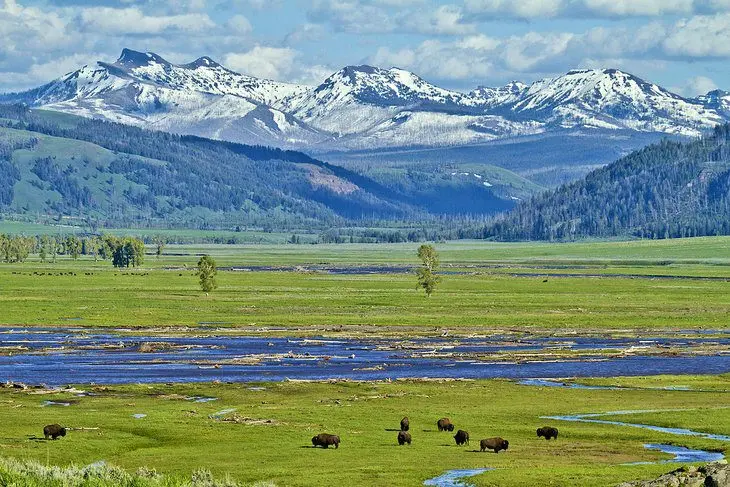 Visiting Yellowstone National Park: 14 Attractions, Tips & Tours