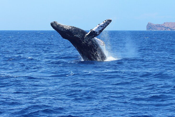 Whale Watching on an Outrigger Tour in Maui