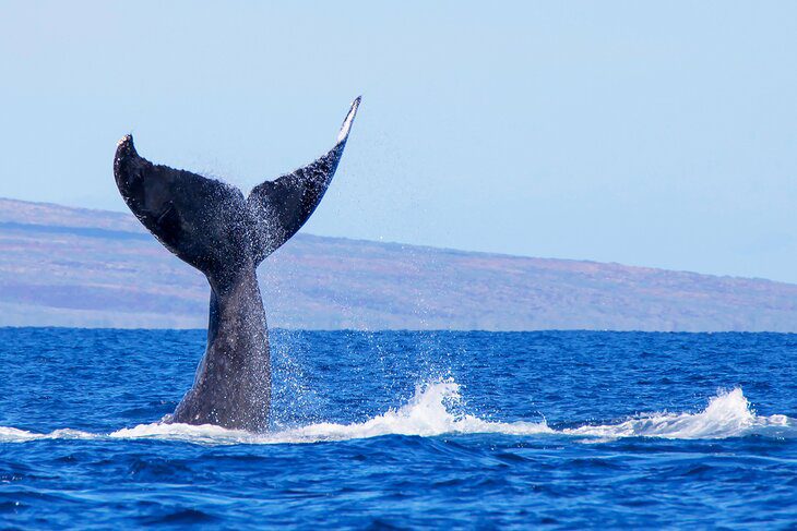 Whale Watching on an Outrigger Tour in Maui