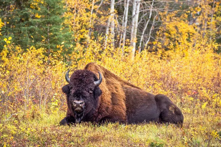 Wood Buffalo National Park: 6 Top Things to Do